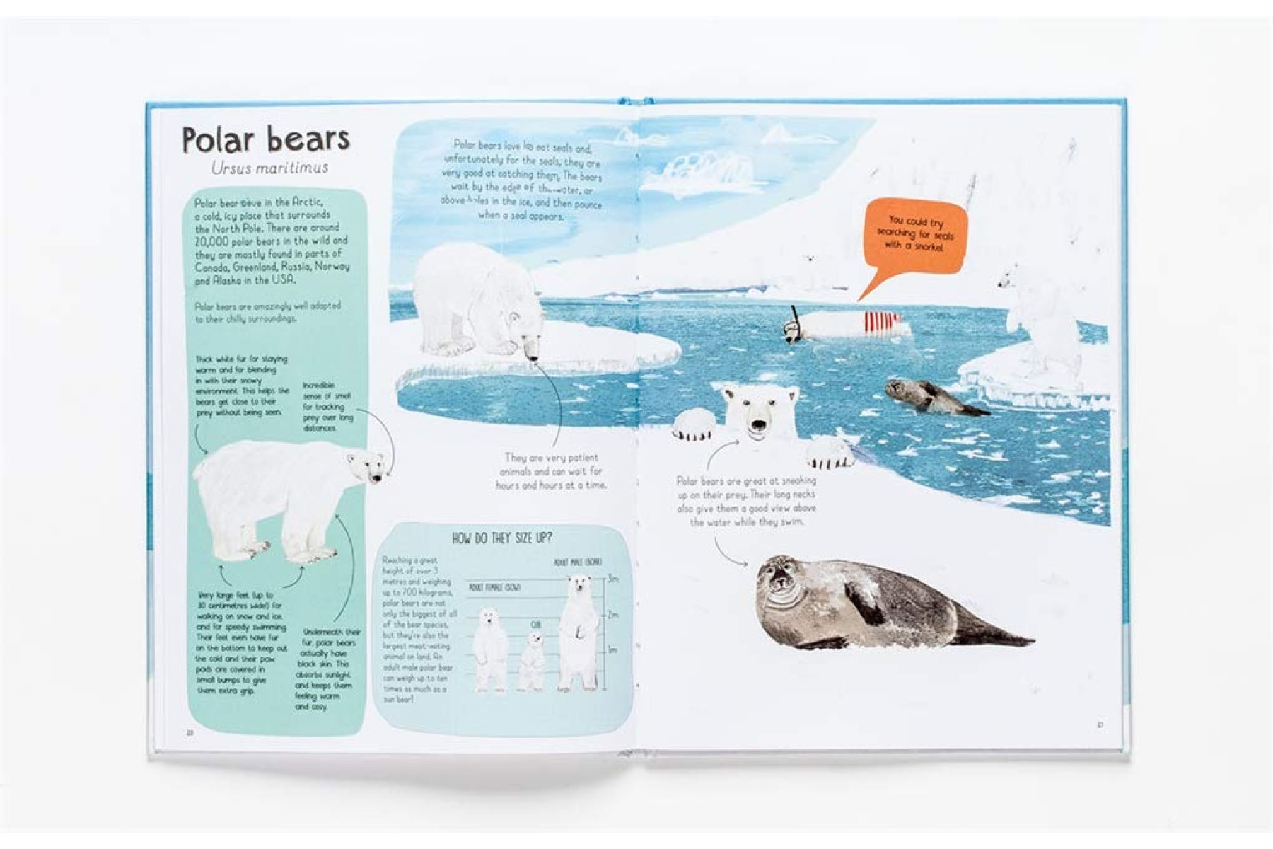 A Book of Bears: At Home with Bears Around the World
