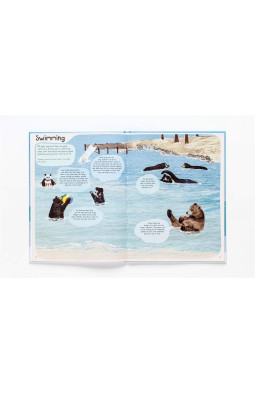 A Book of Bears: At Home with Bears Around the World