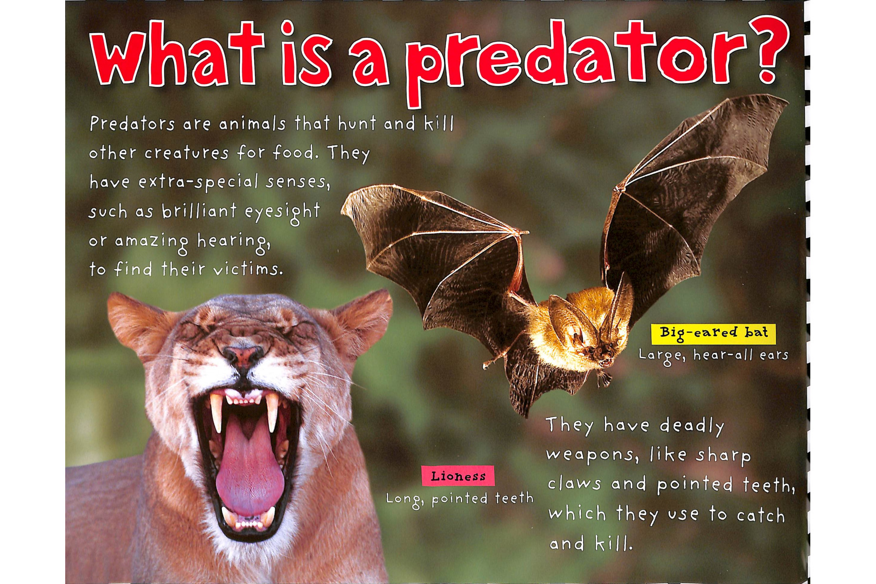 Predators (Smart Kids)