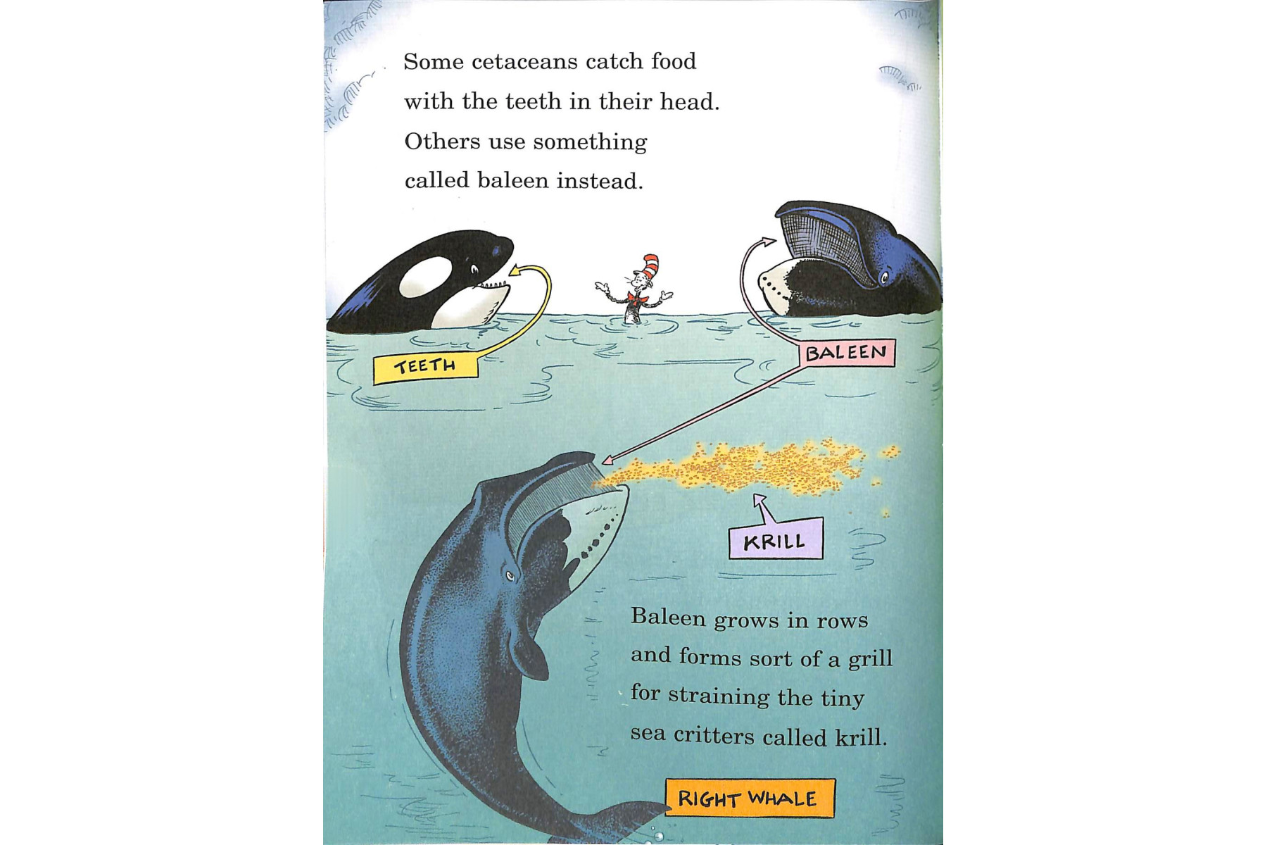 Whale of a Tale! (Cat in the Hat's Learning Library)