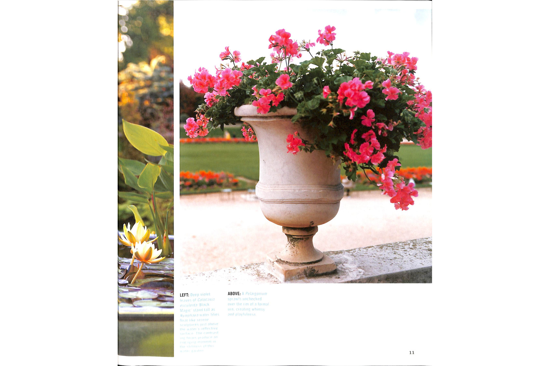 Sunset Outdoor Design & Build: Container Gardening: Fresh Ideas for Outdoor Living