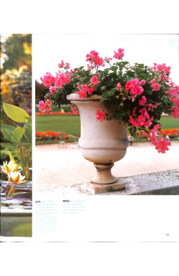 Sunset Outdoor Design & Build: Container Gardening: Fresh Ideas for Outdoor Living