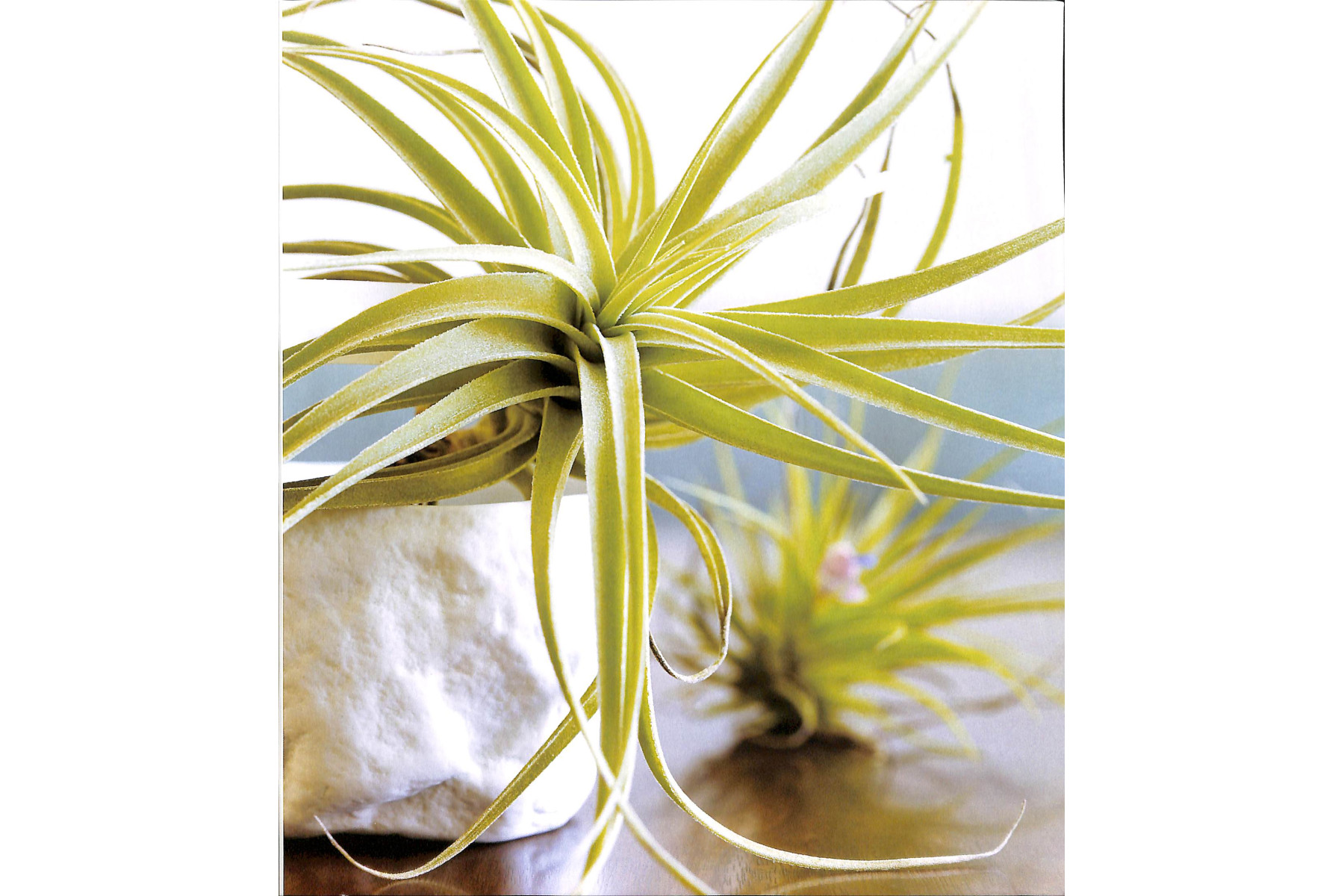 Sunset Outdoor Design & Build: Container Gardening: Fresh Ideas for Outdoor Living