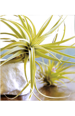 Sunset Outdoor Design & Build: Container Gardening: Fresh Ideas for Outdoor Living