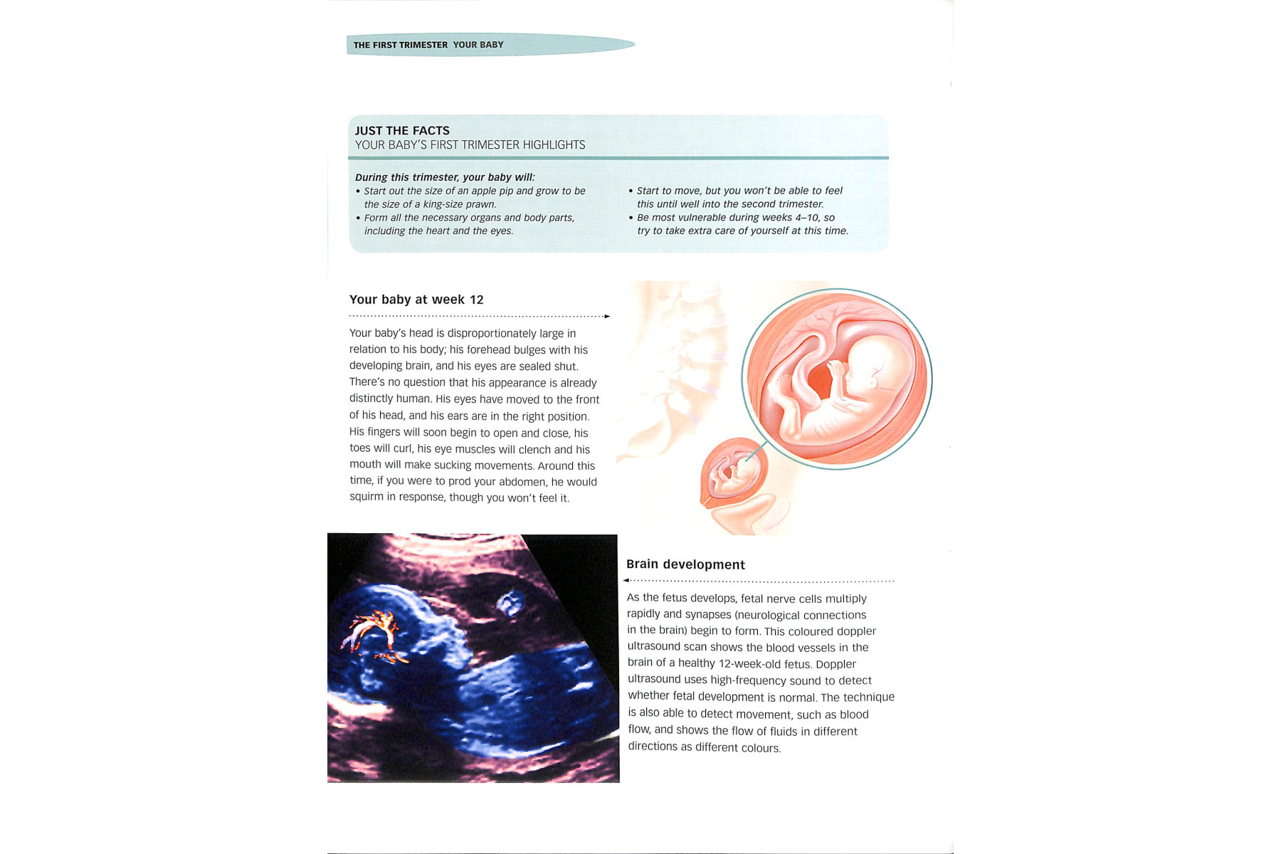 Pregnancy Questions and Answers: Everything You Need to Know, Trimester by Trimeste