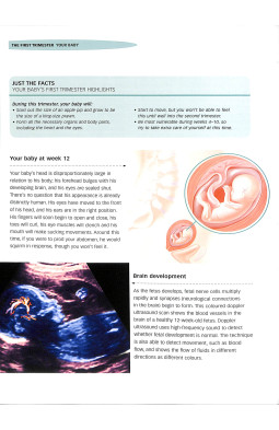 Pregnancy Questions and Answers: Everything You Need to Know, Trimester by Trimeste