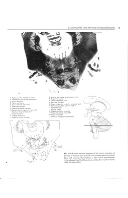 The Facial Nerve