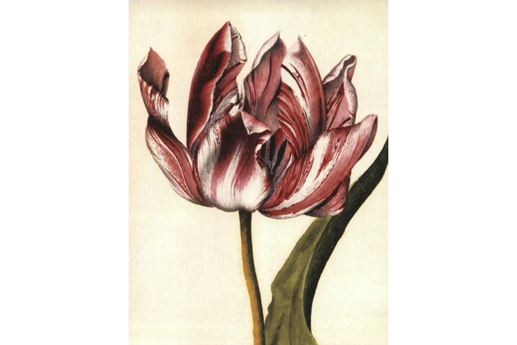 Mr Marshal's Flower Book: Being a Compendium of the Flower Portraits of Alexander Marshal Esq