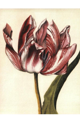 Mr Marshal's Flower Book: Being a Compendium of the Flower Portraits of Alexander Marshal Esq