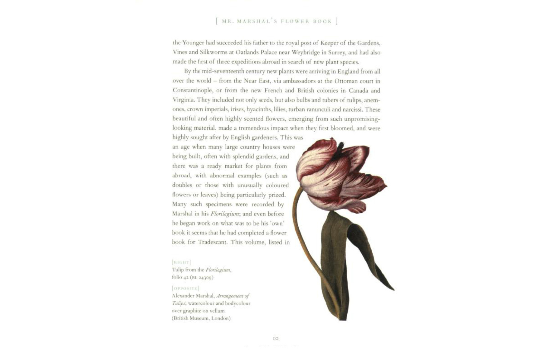 Mr Marshal's Flower Book: Being a Compendium of the Flower Portraits of Alexander Marshal Esq